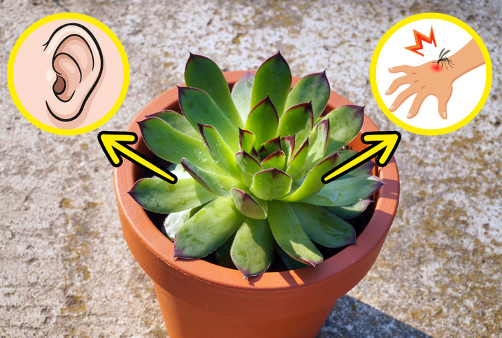 9 loại cây cảnh trồng trong nhà giúp cải thiện sức khỏe
